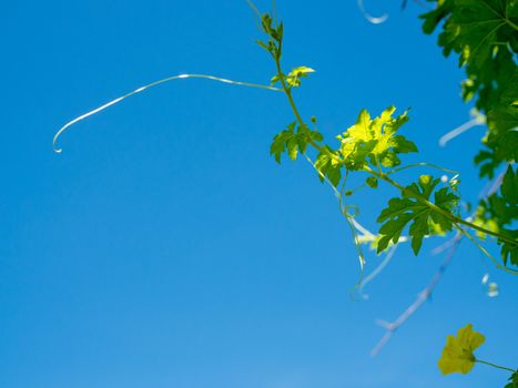 The shoots and flowers of the pumpkin tree On the background is a bright blue sky.