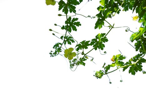 The shoots and flowers of the pumpkin tree isolate On the white background.