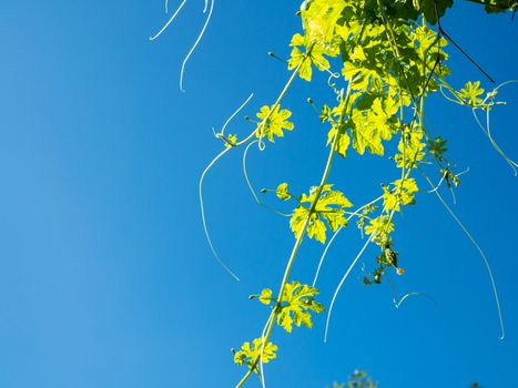 The shoots and flowers of the pumpkin tree On the background is a bright blue sky.