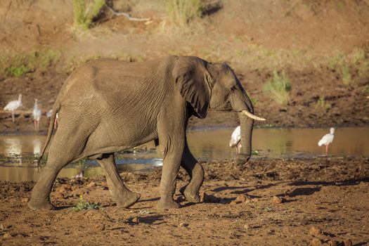 African bush elephant walking on riverside at dawn in Kruger National park, South Africa ; Specie Loxodonta africana family of Elephantidae