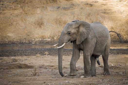 African bush elephant male en riverside in Kruger National park, South Africa ; Specie Loxodonta africana family of Elephantidae