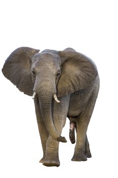 African bush elephant front view isolated in white background in Kruger National park, South Africa ; Specie Loxodonta africana family of Elephantidae