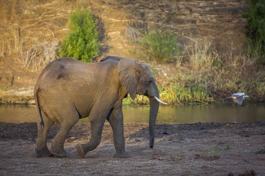 African bush elephant walking on riverside at dawn in Kruger National park, South Africa ; Specie Loxodonta africana family of Elephantidae