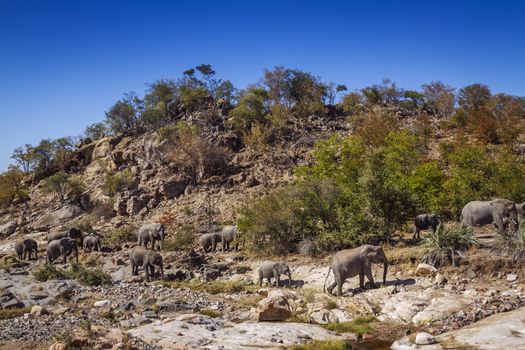 African bush elephant herd walking in boulder scenery in Kruger National park, South Africa ; Specie Loxodonta africana family of Elephantidae