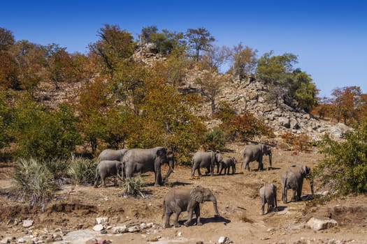 African bush elephant herd walking in boulder scenery in Kruger National park, South Africa ; Specie Loxodonta africana family of Elephantidae