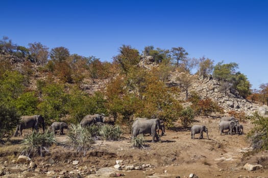 African bush elephant herd walking in boulder scenery in Kruger National park, South Africa ; Specie Loxodonta africana family of Elephantidae