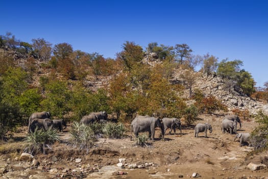 African bush elephant herd walking in boulder scenery in Kruger National park, South Africa ; Specie Loxodonta africana family of Elephantidae