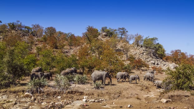 African bush elephant herd walking in boulder scenery in Kruger National park, South Africa ; Specie Loxodonta africana family of Elephantidae