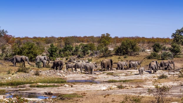 African bush elephant herd in wild riverbank scenery in Kruger National park, South Africa ; Specie Loxodonta africana family of Elephantidae