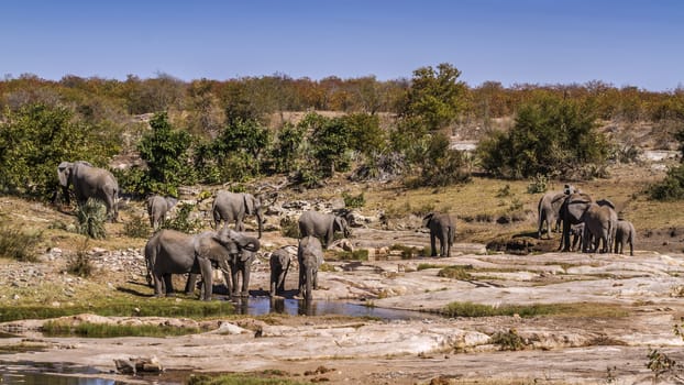 African bush elephant herd drinking in riverbank scenery in Kruger National park, South Africa ; Specie Loxodonta africana family of Elephantidae