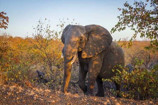 African bush elephant walking up from the fall colors bush in Kruger National park, South Africa ; Specie Loxodonta africana family of Elephantidae