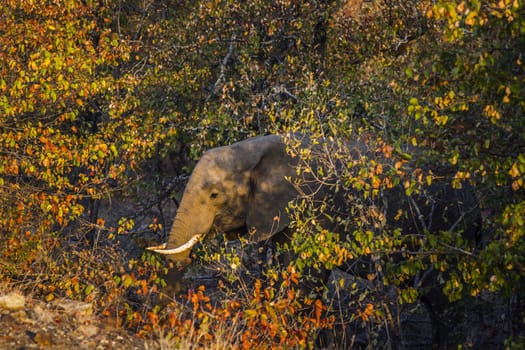 African bush elephant portrait in fall colors foliage in Kruger National park, South Africa ; Specie Loxodonta africana family of Elephantidae