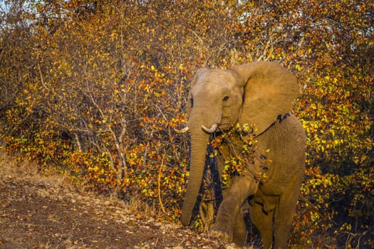 African bush elephant walking up from the fall colors bush in Kruger National park, South Africa ; Specie Loxodonta africana family of Elephantidae