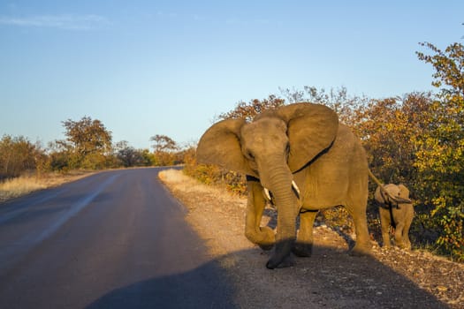 African bush elephant crossing safari road protecting a baby in Kruger National park, South Africa ; Specie Loxodonta africana family of Elephantidae