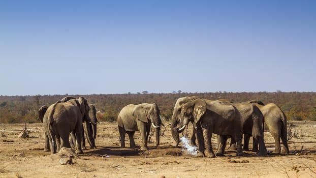 African bush elephant small group drinking in waterhole during drought in Kruger National park, South Africa ; Specie Loxodonta africana family of Elephantidae