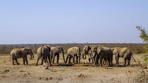 African bush elephant small group drinking in waterhole during drought in Kruger National park, South Africa ; Specie Loxodonta africana family of Elephantidae