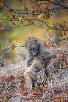 Chacma baboon female delousing young in Kruger National park, South Africa ; Specie Papio ursinus family of Cercopithecidae