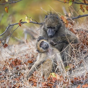 Chacma baboon female delousing young in Kruger National park, South Africa ; Specie Papio ursinus family of Cercopithecidae