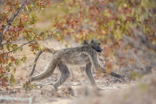 Chacma baboon walking in fall colors savannah in Kruger National park, South Africa ; Specie Papio ursinus family of Cercopithecidae