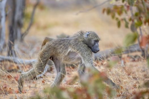 Chacma baboon walking in savannah in Kruger National park, South Africa ; Specie Papio ursinus family of Cercopithecidae