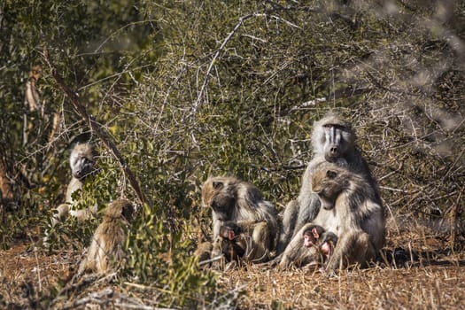 Chacma baboon cute family scenic in Kruger National park, South Africa ; Specie Papio ursinus family of Cercopithecidae