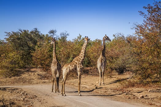 Three Giraffes on safari gravel road in Kruger National park, South Africa ; Specie Giraffa camelopardalis family of Giraffidae