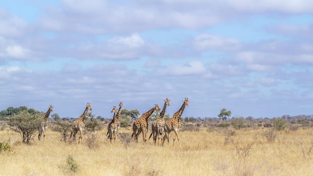 Small group of Giraffes walking in savannah scenery  in Kruger National park, South Africa ; Specie Giraffa camelopardalis family of Giraffidae