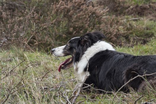 a border collie lies on the ground while herding a flock of sheep , he is very alert and waiting for commands of the shepard