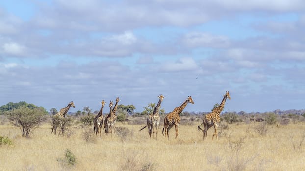 Small group of Giraffes walking in savannah scenery  in Kruger National park, South Africa ; Specie Giraffa camelopardalis family of Giraffidae
