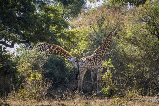 Couple of Giraffes parade in Kruger National park, South Africa ; Specie Giraffa camelopardalis family of Giraffidae