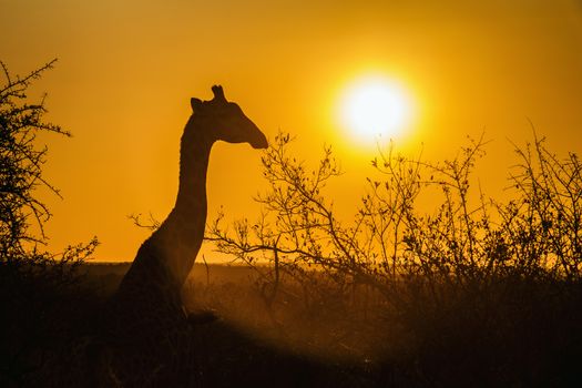 Portrait of Giraffe at sunset in Kruger National park, South Africa ; Specie Giraffa camelopardalis family of Giraffidae