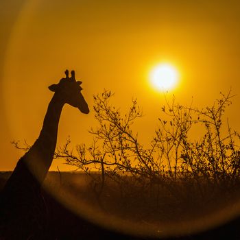 Portrait of Giraffe at sunset in Kruger National park, South Africa ; Specie Giraffa camelopardalis family of Giraffidae