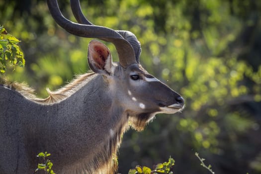 Greater kudu male portrait in Kruger National park, South Africa ; Specie Tragelaphus strepsiceros family of Bovidae
