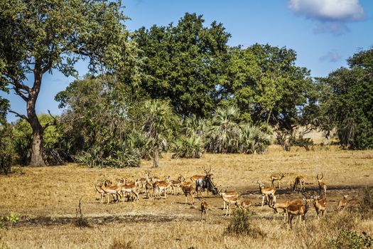 Common Impala herd in waterhole scenery in Kruger National park, South Africa ; Specie Aepyceros melampus family of Bovidae