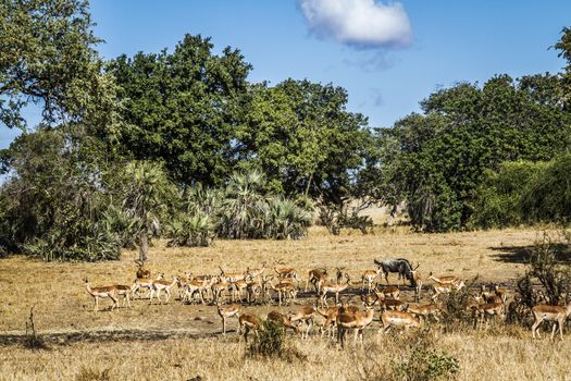 Common Impala herd in waterhole scenery in Kruger National park, South Africa ; Specie Aepyceros melampus family of Bovidae