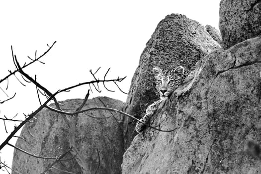 Leopard lying down in rock boulder in Kruger National park, South Africa ; Specie Panthera pardus family of Felidae