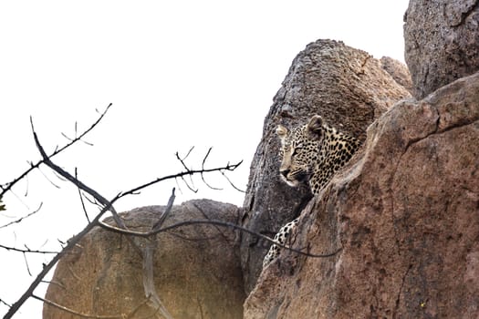 Leopard lying down in rock boulder in Kruger National park, South Africa ; Specie Panthera pardus family of Felidae