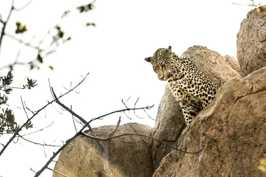Leopard watching from a boulder in Kruger National park, South Africa ; Specie Panthera pardus family of Felidae