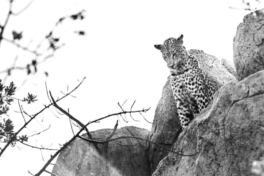 Leopard watching from a boulder in Kruger National park, South Africa ; Specie Panthera pardus family of Felidae