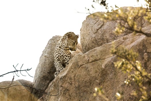 Leopard watching from a boulder in Kruger National park, South Africa ; Specie Panthera pardus family of Felidae