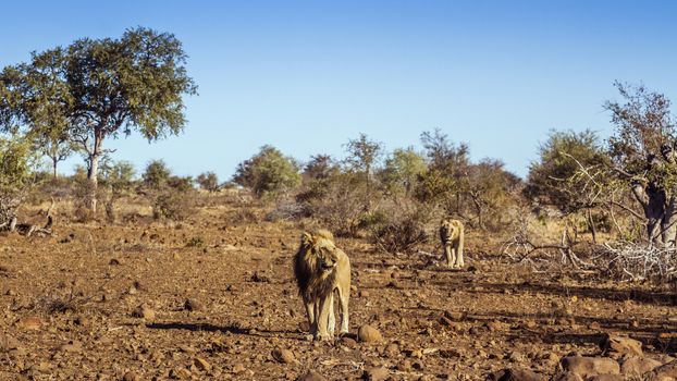 Two African lions walking in dry lowland in Kruger National park, South Africa ; Specie Panthera leo family of Felidae