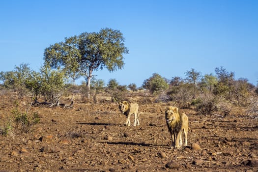 African lion in Kruger National park, South Africa ; Specie Panthera leo family of Felidae