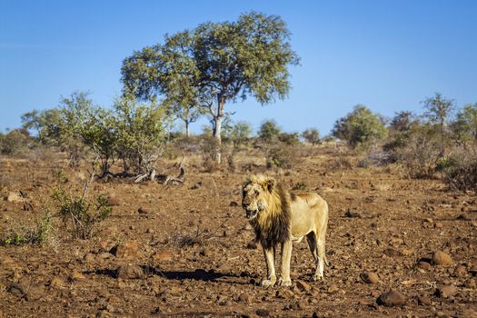 African lion male standing in drough savannah in Kruger National park, South Africa ; Specie Panthera leo family of Felidae