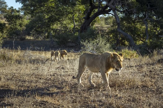 African lion in Kruger National park, South Africa ; Specie Panthera leo family of Felidae