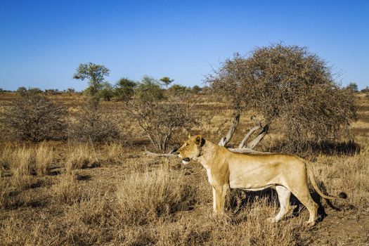 African lioness stalking in the bush in Kruger National park, South Africa ; Specie Panthera leo family of Felidae