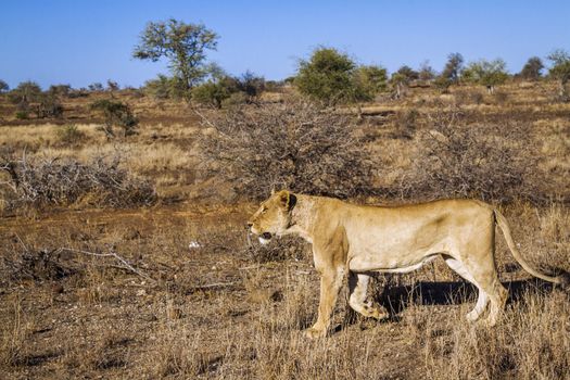 African lioness stalking in the bush in Kruger National park, South Africa ; Specie Panthera leo family of Felidae