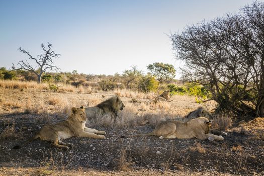 African lion pride lying down in shadow in Kruger National park, South Africa ; Specie Panthera leo family of Felidae