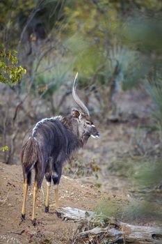 Nyala male standing rear view in Kruger National park, South Africa ; Specie Tragelaphus angasii family of Bovidae