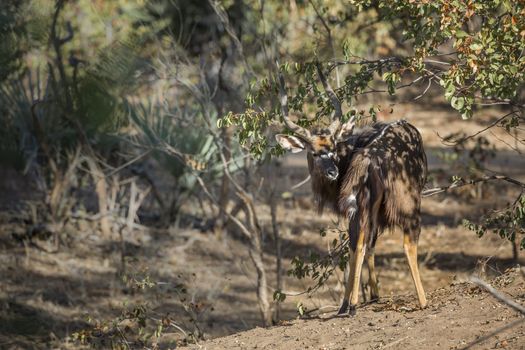 Nyala in Kruger National park, South Africa ; Specie Tragelaphus angasii family of Bovidae