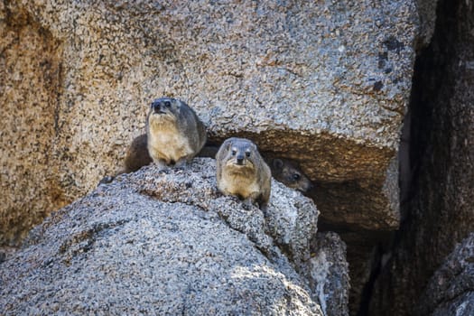 Three Rock hyrax standing in a rock  in Kruger National park, South Africa ; Specie Procavia capensis family of Procaviidae